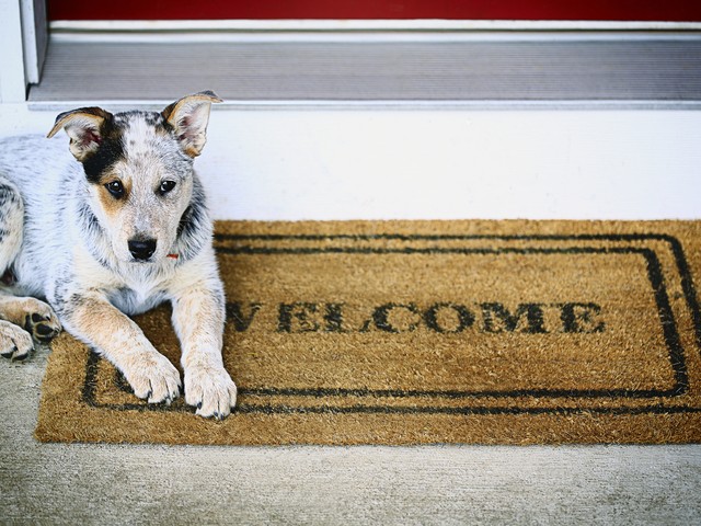 dog laying on welcome mat